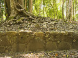 Excavated Wall with Tree Growing above at the Caracol Maya Site, Belize Photographic Print by James Forte