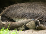 Giant Anteater at the Sunset Zoo Photographic Print by Joel Sartore