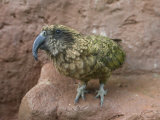 Kea, The World's Only Carnivorous Parrot, Sedgwick County Zoo, Kansas Photographic Print by Joel Sartore