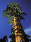Giant Sequoias in Sequoia National Park, California Photographic Print by Rich Reid