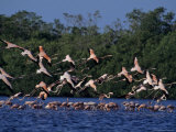 Flock of Flamingos Taking Flight, Yucatan, Mexico Photographic Print by Kenneth Garrett