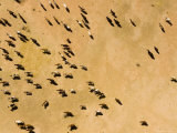 Herd of Cows in the Northern Sahel Where Cultivation is Difficult, Chad Stampa fotografica di Michael Fay Herd of Cows in the Northern Sahel Where Cultivation is Difficult, Chad Stampa fotografica di Michael Fay