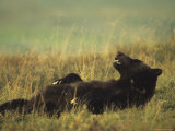 Grizzly Bear Laying on Back Sleeping, Alaska Photographic Print by Michael S. Quinton