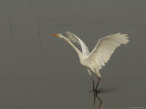 Great Egret Takes Flight Photographic Print by George Grall