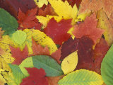Fall Color Leaves in Door County, Wisconsin Photographic Print by Rich Reid