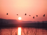 Flock of Canada Geese Flying over a Lake at Sunset, Pennsylvania Fotografisk trykk av Ira Block