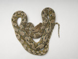 Juvenile Reticulated Python, Sedgwick County Zoo, Kansas Photographic Print by Joel Sartore