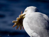 Herring Gull Holding a Sea Star It Has Captured, Massachusetts Photographic Print by Tim Laman
