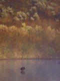 Eurasion Coot Greets the Dawn in a Still, Misty Wetland Fog, Coorong National Park, Australia Photographic Print by Jason Edwards