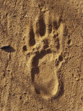Endangered Northern Hairy-Nosed Wombat Foot Print Track in Sand, Australia Photographic Print by Jason Edwards