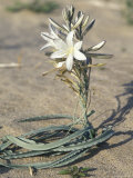 Desert Lily Blooming in the Sand, California Photographic Print by Rich Reid