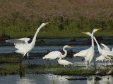 Great Egrets Square Off over Territory Rights, Bombay Hook, Delaware Photographic Print by George Grall