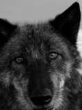 Grey Wolf Face Portrait in Black and White Lámina fotográfica