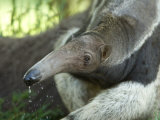 Giant Anteaters at the Sunset Zoo Photographic Print by Joel Sartore