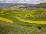 Cow Overlooks Wheat, Rapeseed Fields, Distant Village, and Mountains, Qinghai, China Photographie par David Evans