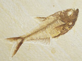 Fish Fossil, Diplomystus Dentatus, from the Eocene Period, Australia Lámina fotográfica por Jason Edwards Fish Fossil, Diplomystus Dentatus, from the Eocene Period, Australia Lámina fotográfica por Jason Edwards