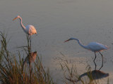 Great Egrets Hunting for Fish, Bombay Hook, Delaware Photographic Print by George Grall