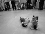 Group of People at Mission Wolf and Stuffed Wolves Photographic Print by Dawn Kish