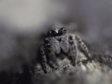 Jumping Spider Uses Huge Eyes to Hunt for Prey on a Tree Branch, Coorong National Park, Australia Photographic Print by Jason Edwards