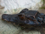 Dwarf Caiman at the Sunset Zoo, Kansas Photographic Print by Joel Sartore