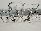 Flock of Laughing Gulls Dive on a School of Fish Photographic Print by Tim Laman