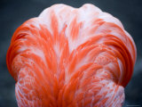 Detail of the Back of a Captive Flamingo, Massachusetts Photographic Print by Tim Laman