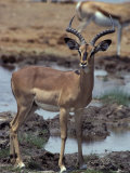 Endangered Black-Faced Impala Stands Alert by a Waterhole Photographic Print by Jason Edwards