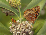 Great Spangled Fritillary and a Crescent Feeding on Milkweed Nectar Photographie par George Grall