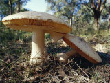 Gilled Fungi, Amanita Ochrophylla, on the Forest Floor, Australia Photographic Print by Jason Edwards