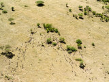 Hundreds of Wildebeest Disperse over their Range on the Serengeti, Tanzania Photographic Print by Michael Fay
