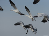 Flock of Snow Geese in Early Morning, Bombay Hook, Delaware Photographic Print by George Grall