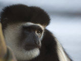 Eastern Black-And-White Colobus Monkey at the Sedgwick County Zoo, Kansas Photographic Print by Joel Sartore