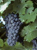 Grapes on the Vine, Virginia Photographic Print by Kenneth Garrett