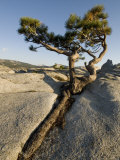 Evergreen Tree Growing Out of a Crack in a Granite Dome, Yosemite, California Photographic Print by Bill Hatcher