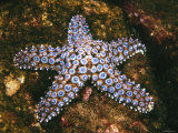 Giant Spined Sea Star, Pisaster Giganteus, California Photographic Print
