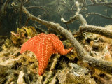 Cushion Sea Star, Belize Photographic Print by Tim Laman