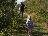 Family Picks Apples at an Orchard Photographic Print by Stacy Gold