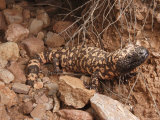 Gila Monster, Heloderma Suspectum, Out on an Evening Forage Photographic Print by George Grall