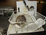 Domestic Rat at the George M. Sutton Avian Research Center Explores, Bartlesville, Oklahoma Photographic Print by Joel Sartore