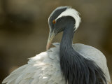Demoiselle Crane from the Sedgwick County Zoo, Kansas Photographic Print by Joel Sartore