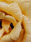 Dew Drops on the Delicate Yellow Petals of an Olympic Gold Rose, North Carlton, Australia Photographic Print by Jason Edwards