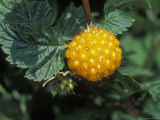 Edible Yellow Salmonberry on Kodiak Island, Alaska Photographic Print by Rich Reid