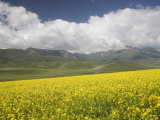 Fields of Wheat and Rape and Distant Mountains with White Clouds, Qinghai, China Photographie par David Evans