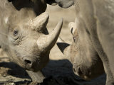 Eastern Black Rhinoceros from the Sedgwick County Zoo, Kansas Photographic Print by Joel Sartore