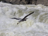 Great Blue Heron Flies over White Water Rapids Photographic Print by Skip Brown