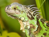 Green Iguana, Belize Photographic Print by Tim Laman