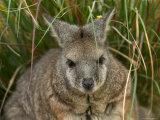 Dama Wallaby at the Sedgwick County Zoo Photographic Print by Joel Sartore