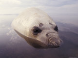 Detail of a Southern Elephant Seal's Head and Eyes Resting in Shallows, Australia Photographic Print by Jason Edwards