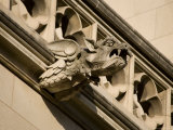 Dragonlike Gargoyle, Washington, D.C. Photographic Print by Stephen St. John
