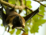Indian Flying Fox from the Sedgwick County Zoo, Kansas Photographic Print by Joel Sartore